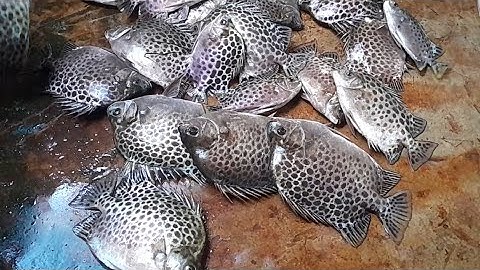 Cá nâu khổng lồ- đặc sản Cà Mau | Năm Căn life #40