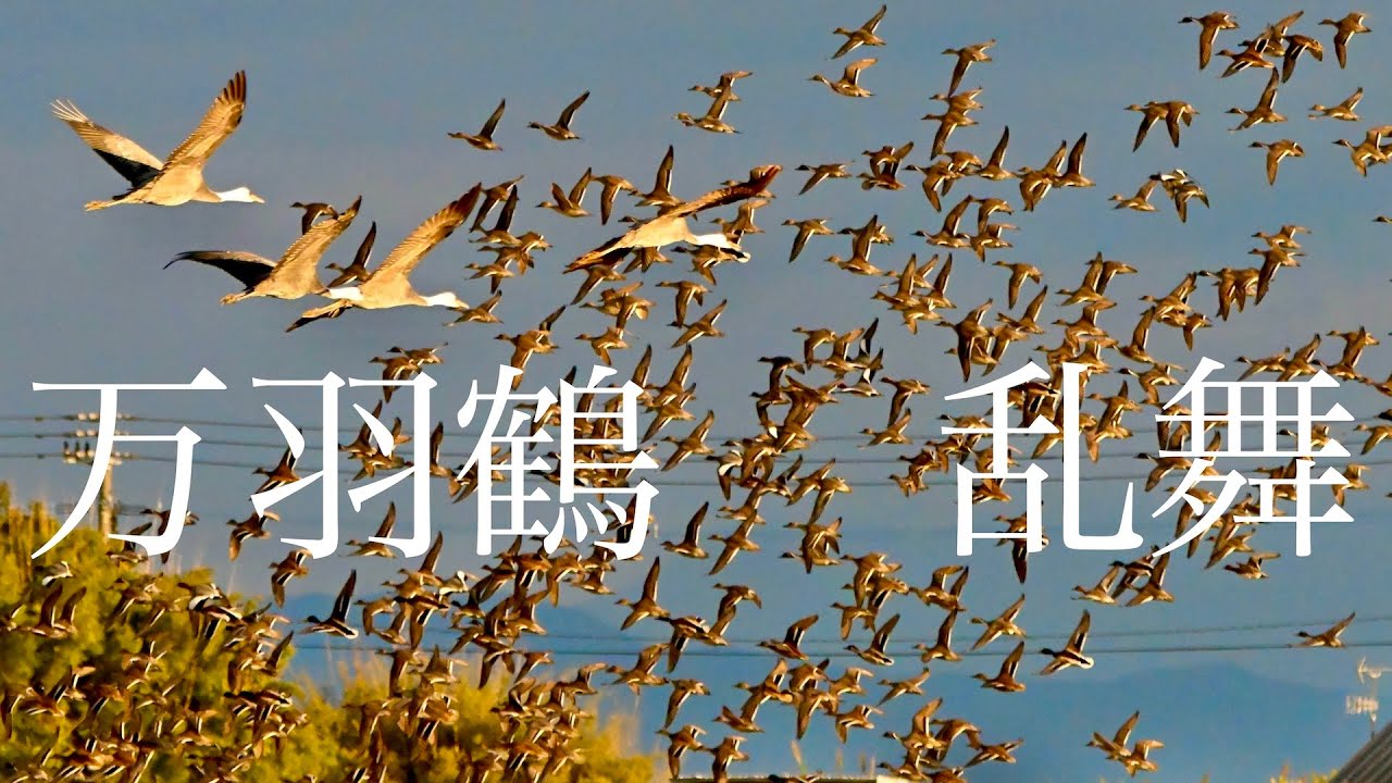 万羽鶴　乱舞