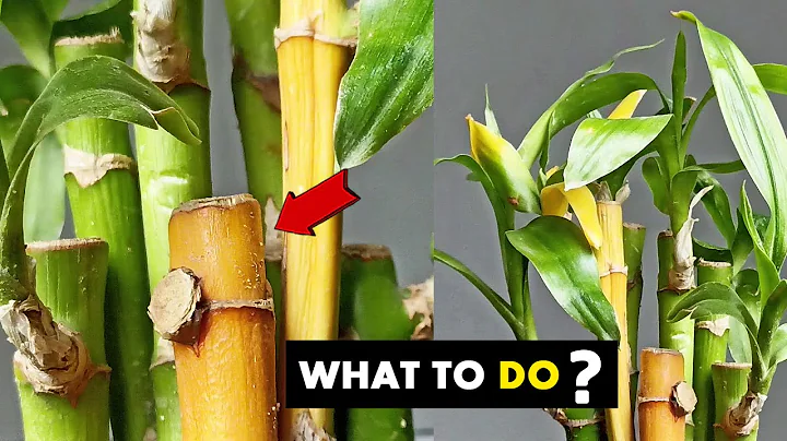 Can yellow bamboo turn green again ?