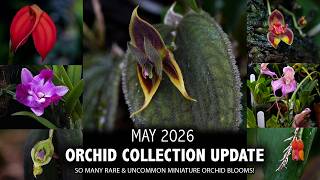 Orchid Collection Update - May 2026 | RARE Miniature Orchid Flowers Never Before Seen on Youtube!
