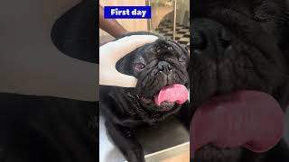 Common eye problem in pug live treatment ||corneal ulcer live treatment || subconjunctival injection