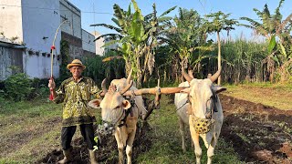 MBAH SERI DI PAKIS KAB MALANG #salamsatusingkal 