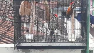 Download Lagu Pelatuk Bawang Gacor MP3