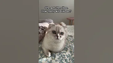 Don T Let Kiki Down Kikicutekitty Like Scottishfold Cutecat Wewillwin Iloveyou Fyp Cute 