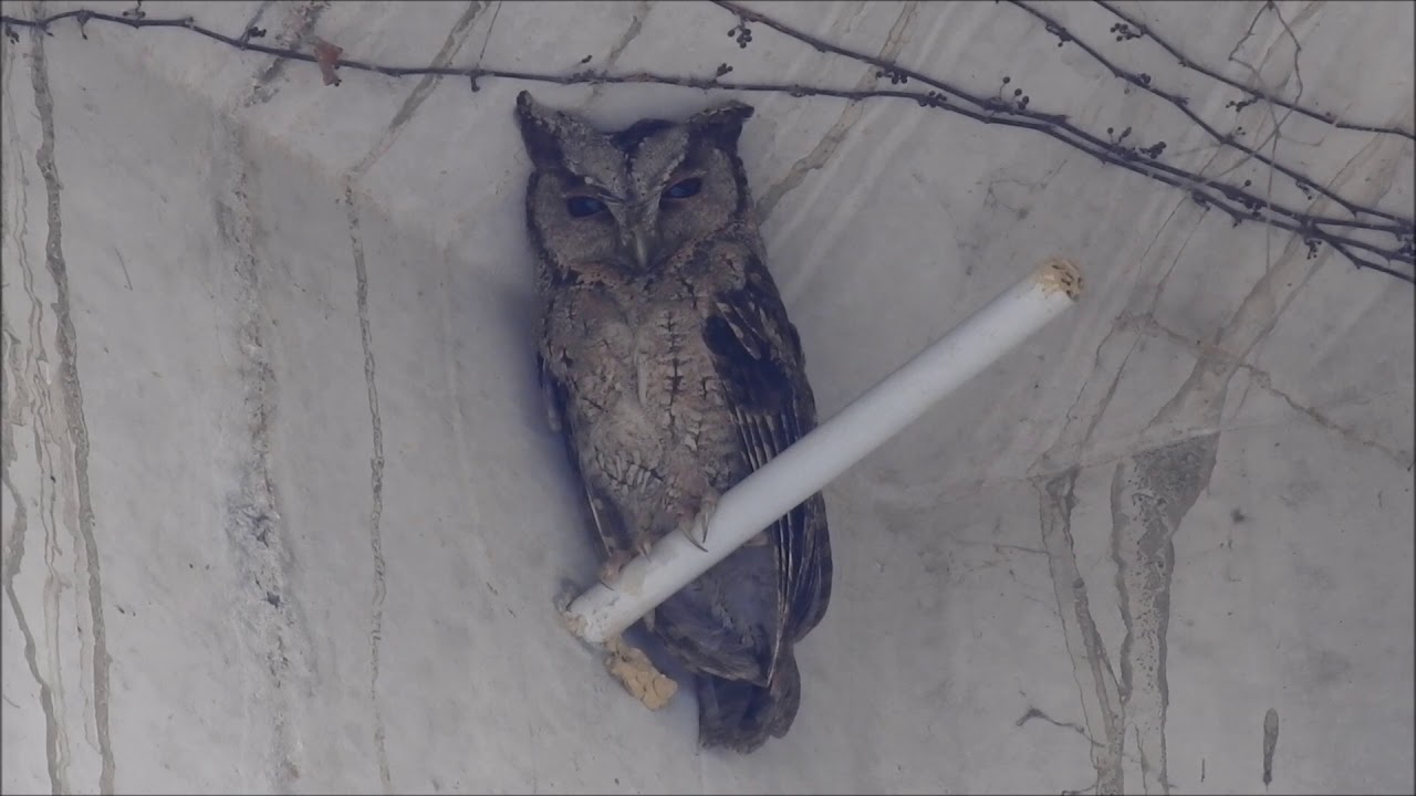 領角鴞 Collared scops owl (Otus lettia) コノハズク 5AUG, 2019 