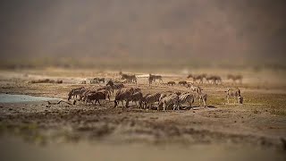 A Large Dazzle of Zebras at Tau Pan