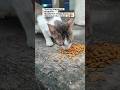 Kucing Jalanan Kurus di Pasar Bintaro | Ending Bikin Haru 🐱 #catshorts #fypシ゚viral #kucinglucu #cat