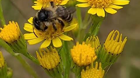 Kruiskruidzandbij (Andrena denticulata)