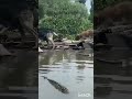 Спасение животных после подрыва дамбы...👍👍👍👍#shorts