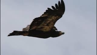 Kingbird Rides Eagle * Golden Eagle VS Kingbird * Bird takes a ride on eagle * Golden Eagle