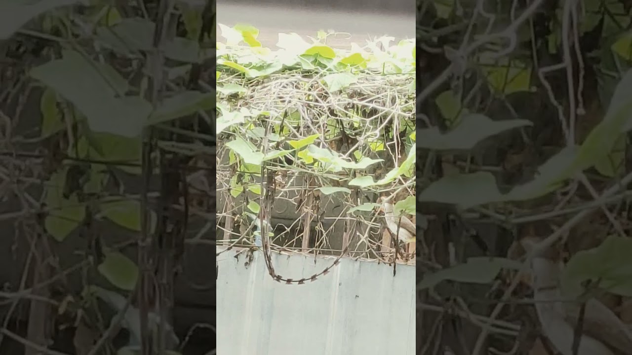 bird feeding on bitter fruits
