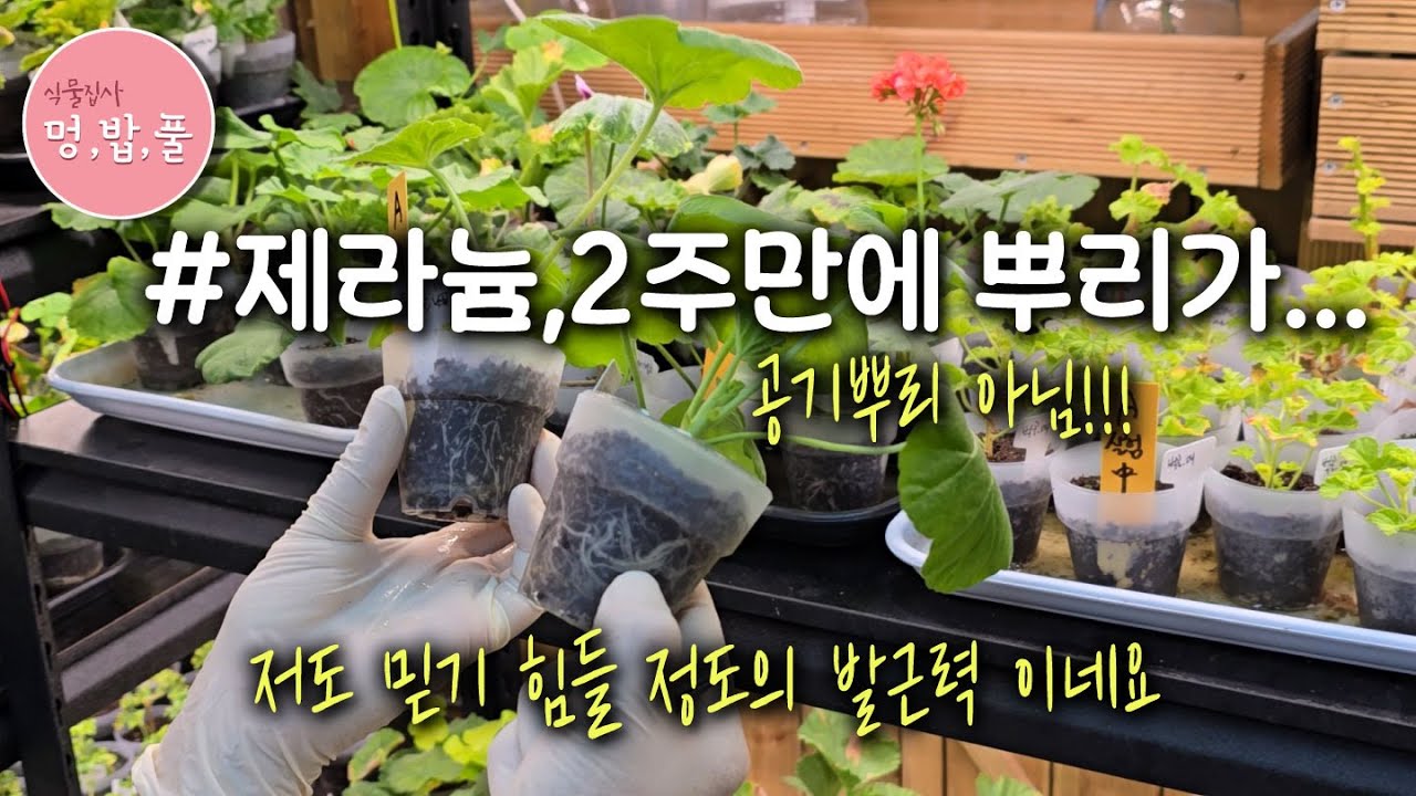 제라늄,2주만에 뿌리가...공중뿌리아님 #제라늄발근제 #A시료 #제라뿌리 #뿌리뿌리 #멍밥풀뿌리 #멍밥풀발근제 #루팅겔