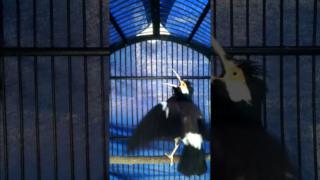 Jalak Suren Tembak Mati Youtube