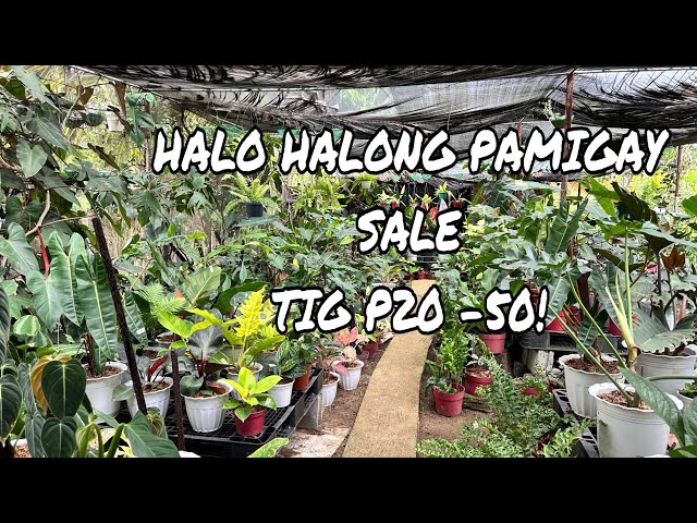 BAGONG PROPA  HALO HALONG  PAMIGAY SALE TIG P20-50! class=