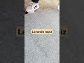 #lavado de tapiz