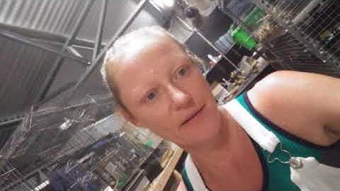 Jap Quail brooder set up