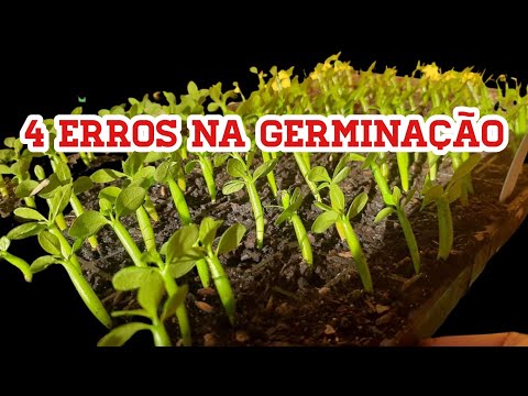 Vídeo: Iniciando Sementes de Rosas: Cultivando Rosas a Partir de Sementes