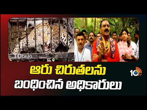 తిరుమల నడకదారిలో మరో చిరుత  | Operation Cheetah In Tirupati  | 10TV News - 10TVNEWSTELUGU