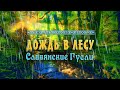 Красивая успокаивающая музыка под шум дождя 30 минут слушать 🌿 Дождь в лесу и пение птиц!