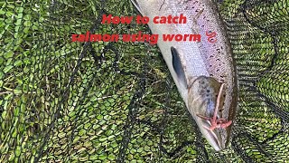 How to catch a salmon using worms 🪱