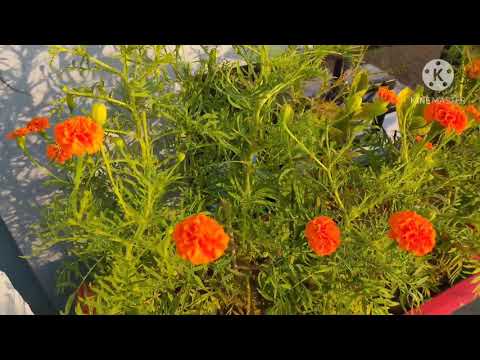 वीडियो: गेंदे के फूलों की क्यारियाँ (21 तस्वीरें): देश में और बगीचे में फूलों की क्यारियों को सजाने के लिए विचार। मैरीगोल्ड्स को किन अन्य रंगों के साथ जोड़ा जाता है? सुंदर उदाहरण