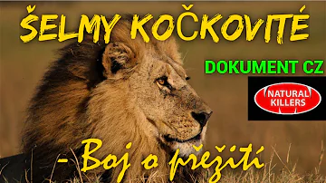 Jak vybrat plyšový medvěd?