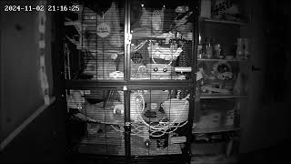 Rat Cam - Manor Mischief - 02112024