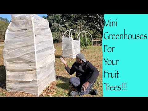 تصویری: رشد درختان میوه گلخانه ای - آیا می توان درختان را در گلخانه پرورش داد