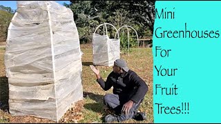 How to Make Mini GREENHOUSES for Your Fruit Trees in Winter!!!!