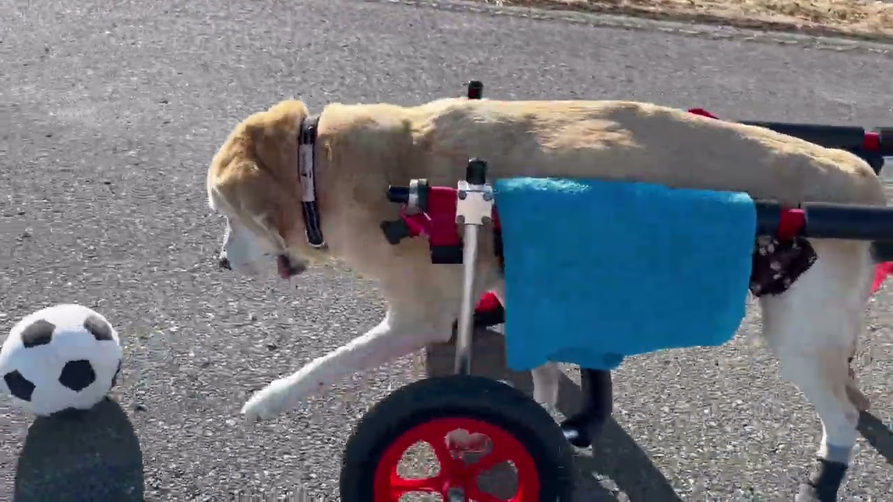 2026.01.16「はな工房」の犬用車椅子 栃木県のラブラドール