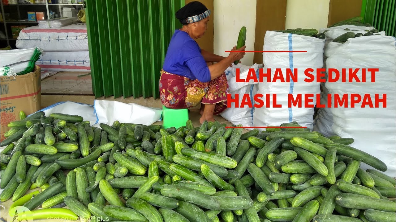 Panen Timun Melimpah