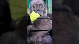 This Lovely Lady Is Crunching On Some Lettuce!  #Gorilla #Asmr #Eating #Satisfying