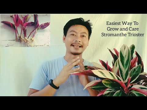 Stromanthe trioster care | How to grow stromanthe trioster plant