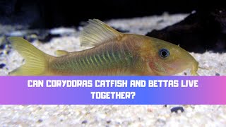 cory catfish betta fish