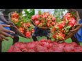 Экзотический драконий фрукт:  как его выращивают во Вьетнаме