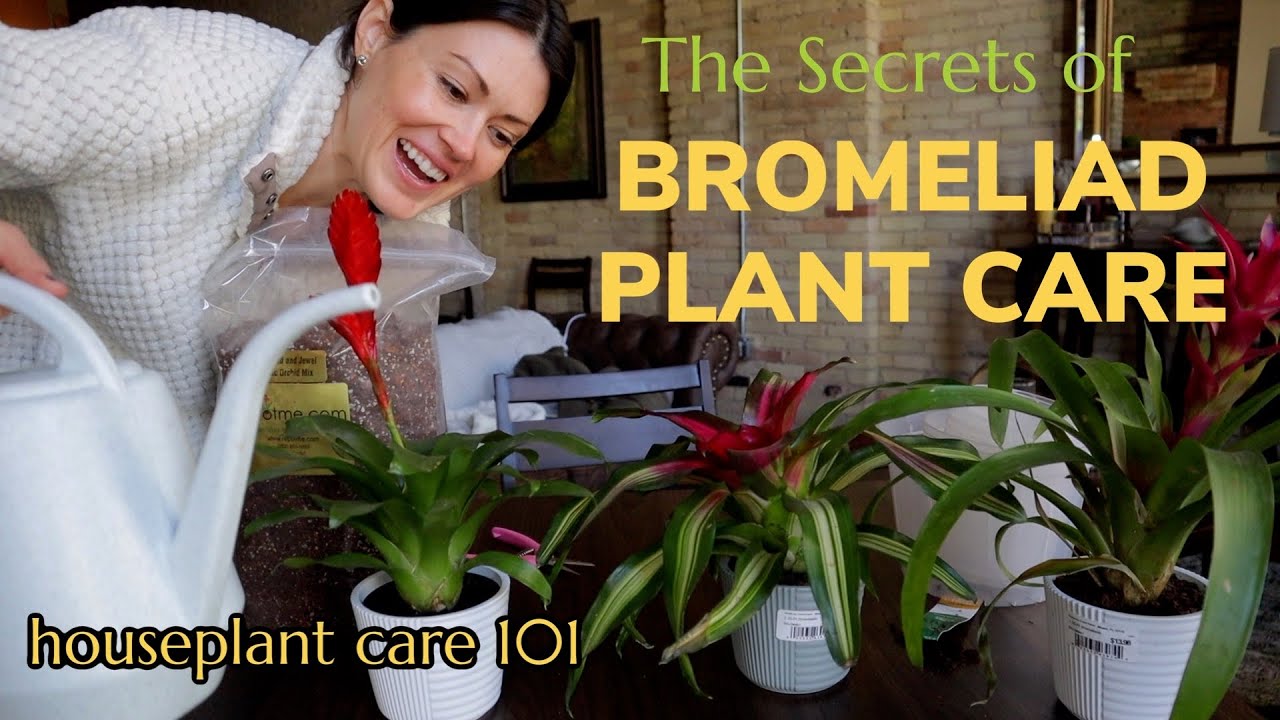 How To Care For a Bromeliad Plant - Blooms, Lighting, Soil, Water, & Repot - Houseplant Care 101
