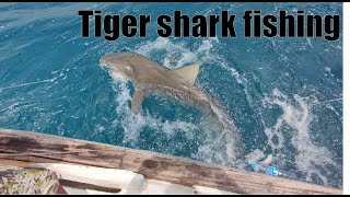 Epic Tiger Shark Fishing: Cape Verde's Ocean Giants!