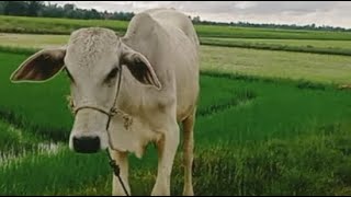 The 6th century has a lot of cows.