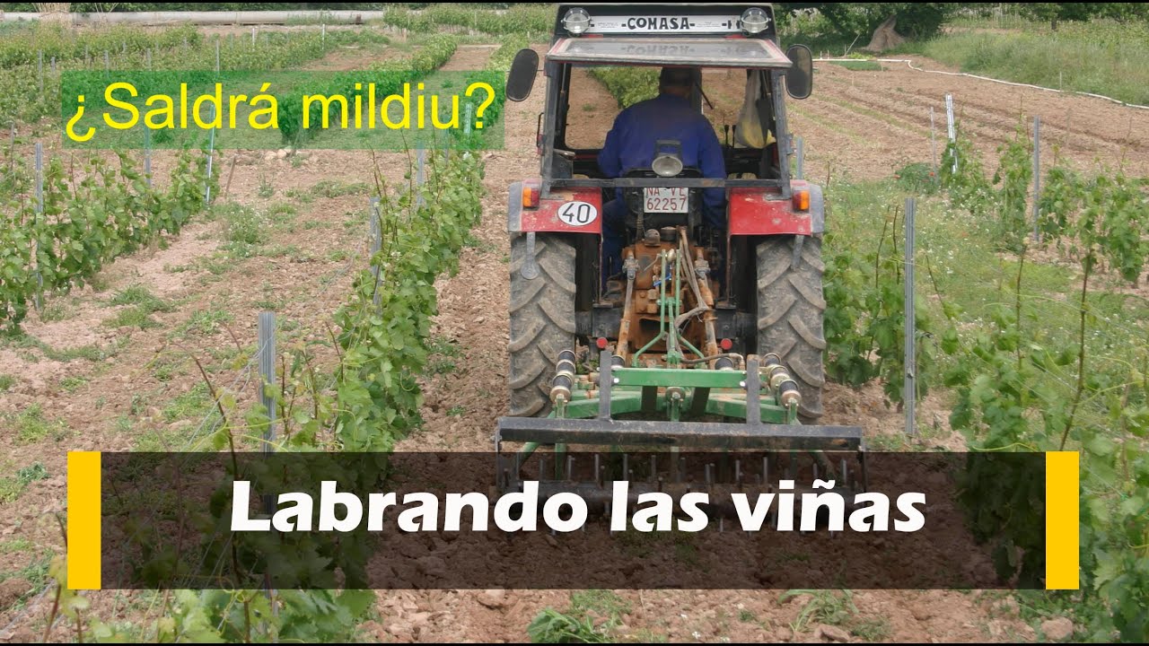 Labrando las viñas ¿Saldrá Mildiu?
