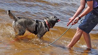 The Puppy Learned To Swim In the Lake!