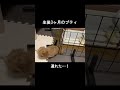 モコモコ子犬、ここ通れる？