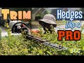 How to trim hedges like a PRO. Hedge trimming tips, plus crepe myrtle bush pruning