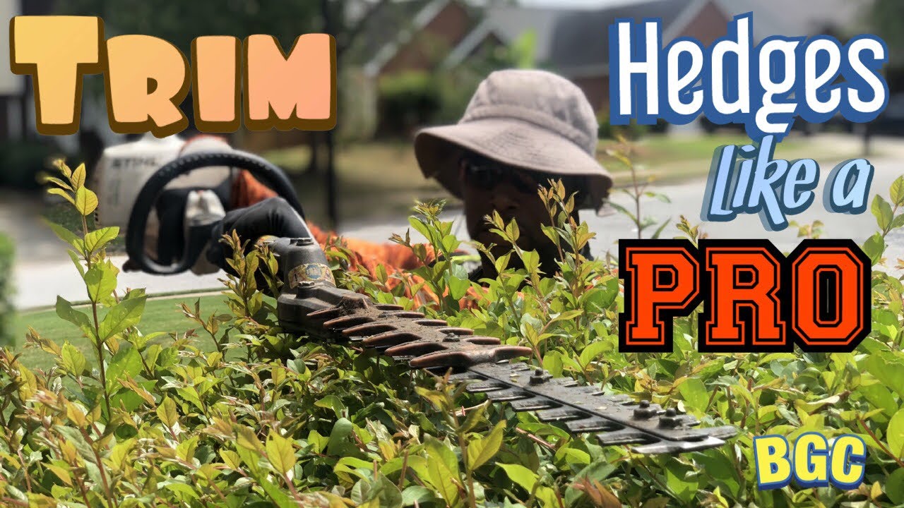 How to trim hedges like a PRO. Hedge trimming tips, plus crepe myrtle ...