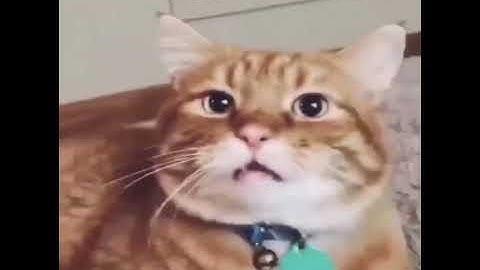 Cat surprised to hear its adopted