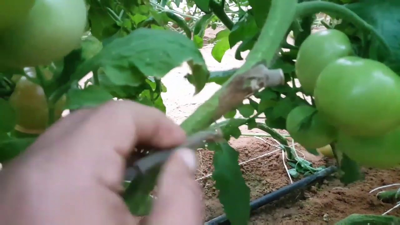 فنون زراعيه | حلقه 51 | العفن الرمادى Botrytis Cinerea وكيفية علاجه