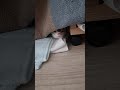 빼꼼 페럿! (feat.화들짝) #shorts #ferret #페럿