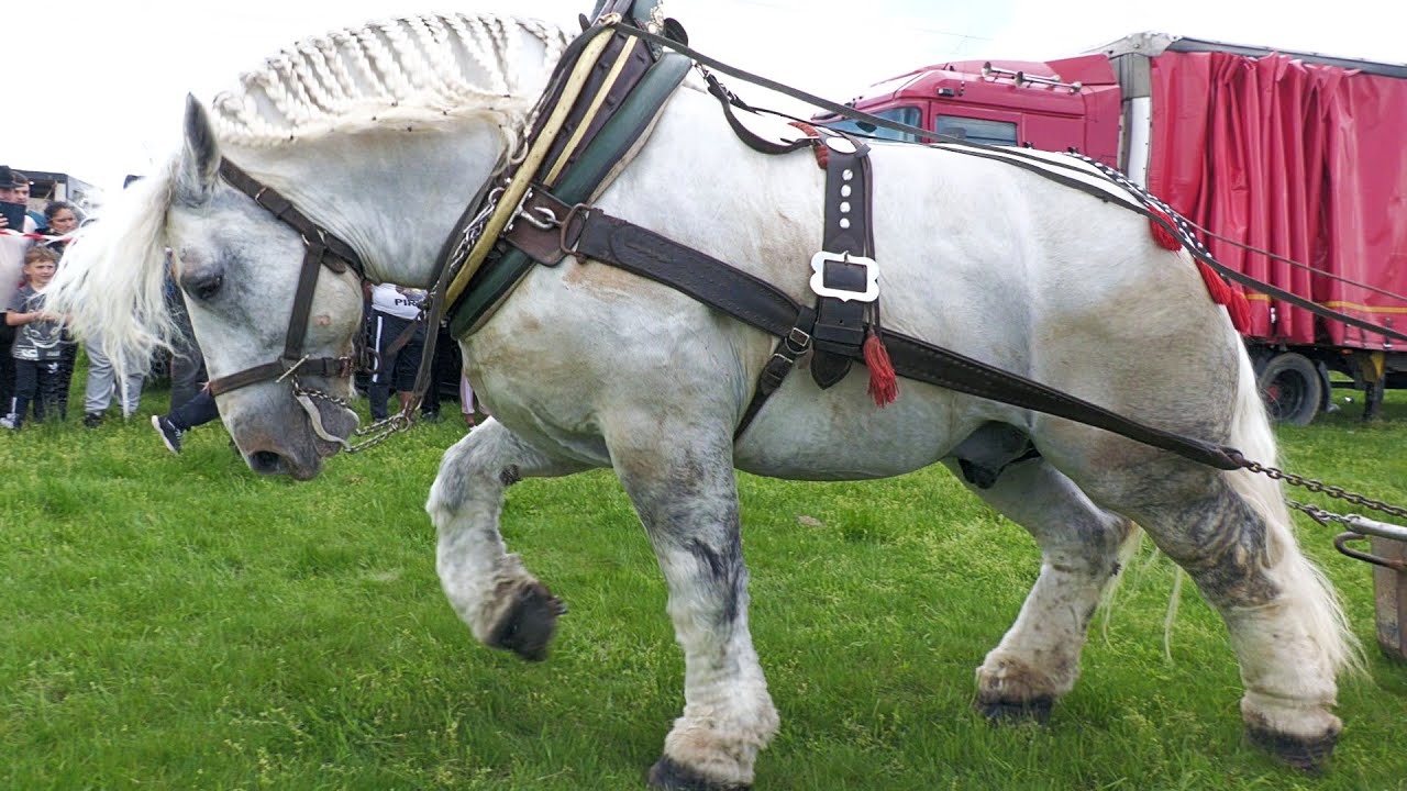 Armăsarul Falko locul 1 la simplu, specială și târgul între Sorina și Jozef 2025