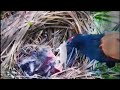 ANAK - ANAK BURUNG INI SANGAT KENYANG KARENA INDUKNYA BANYAK MEMBAWA MAKANAN.❗