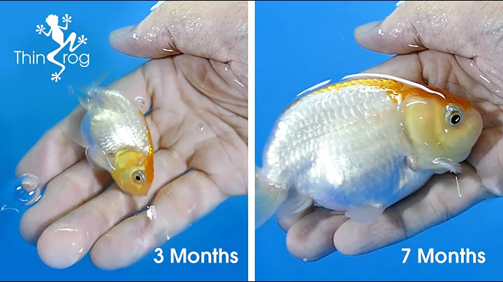 Goldfish Fry Growth (from 1st day to 7 months) - DayDayNews