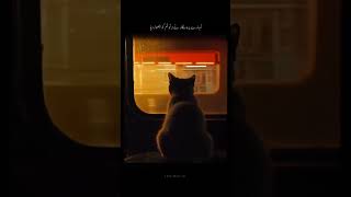 Httpsvmtiktokcomzssf1vdxv This Post Is Shared Via Tiktok Lite Download Tiktok Lite To Enjoy